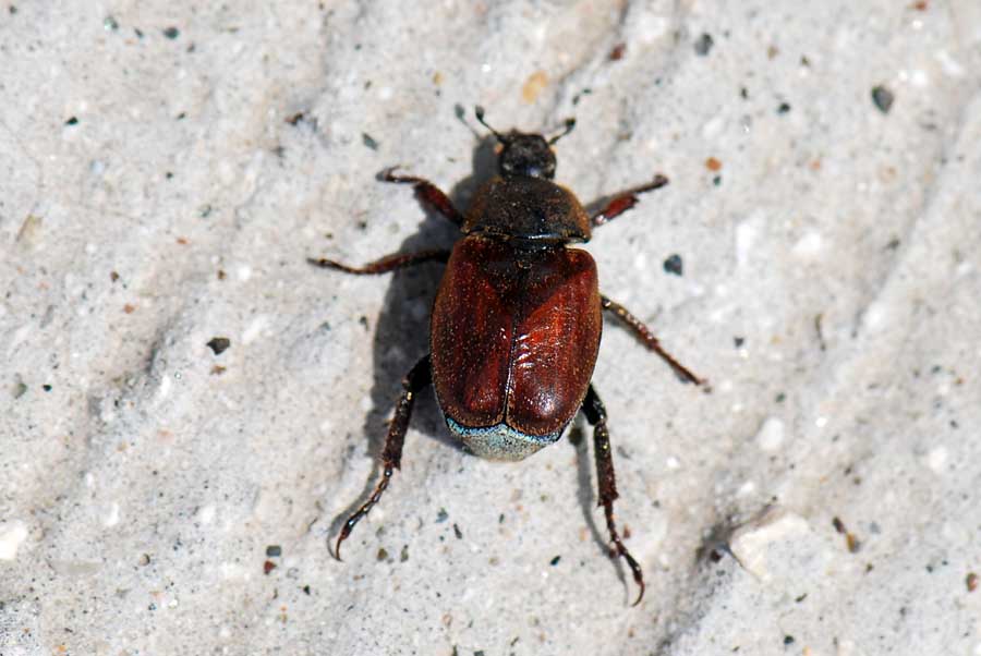 Dal Vicentino, da identificare: Hoplia argentea